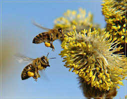 Пыльца пчелиная где купить настоящую